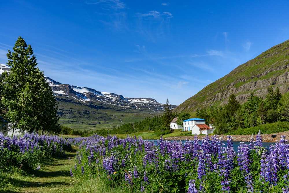 aerial photo of flower field