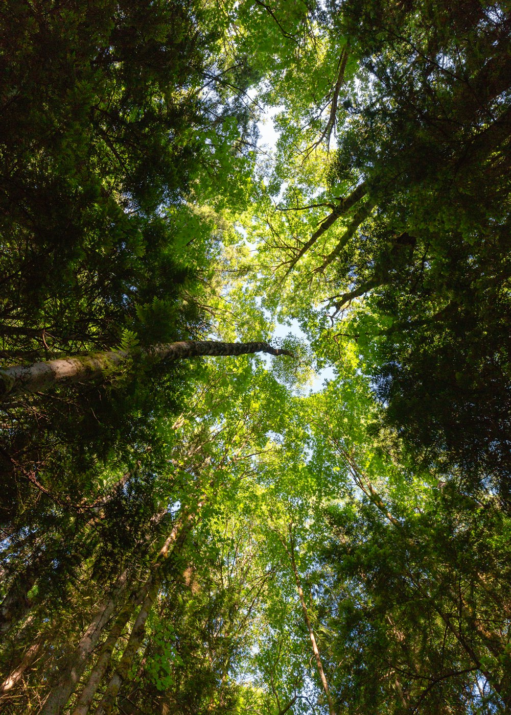 緑の葉の木々のローアングル写真