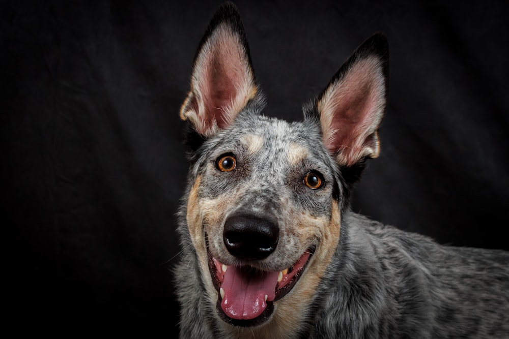 adult Australian cattle dog