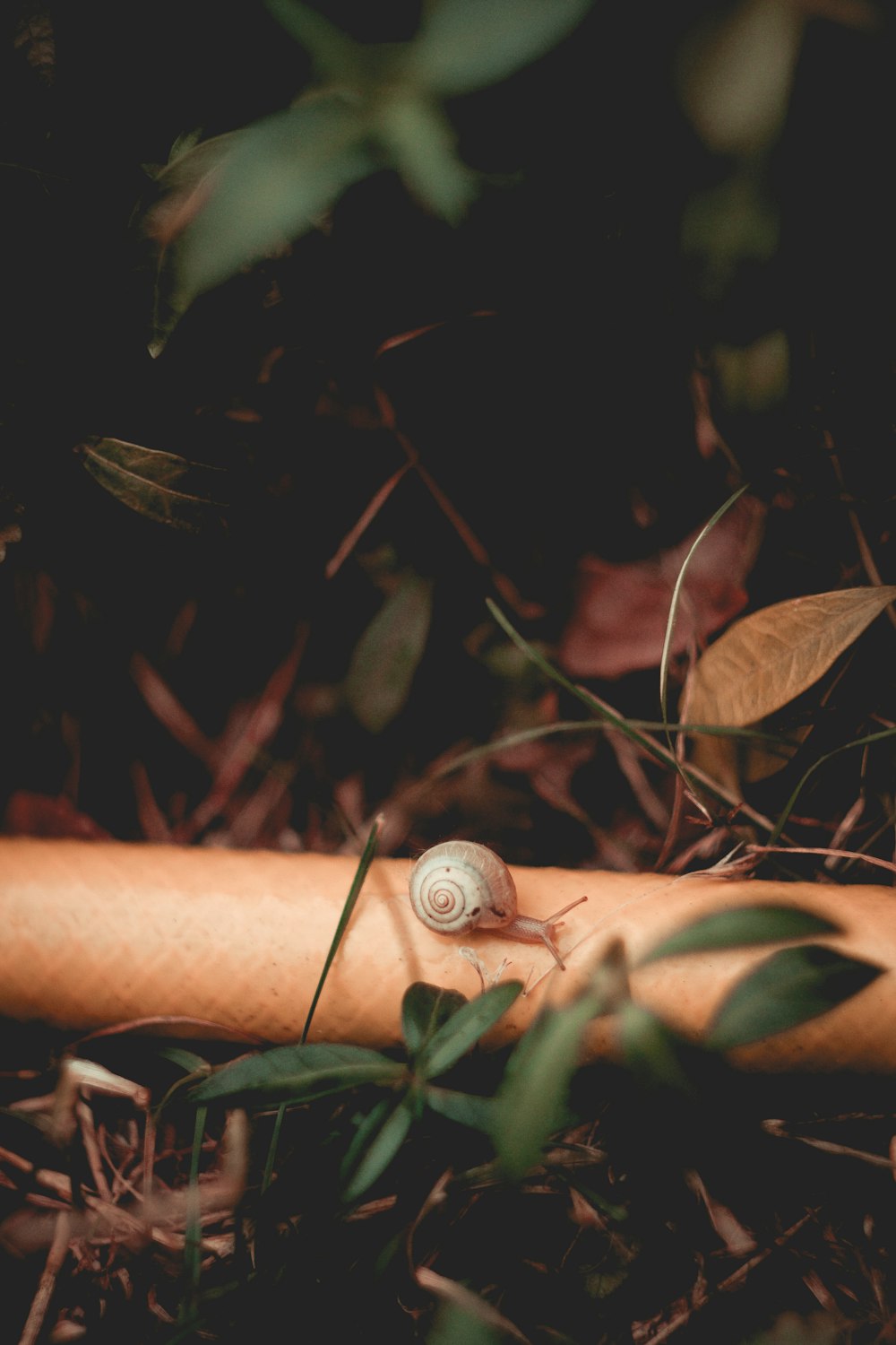 close-up photography of snail