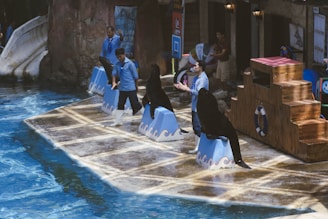 Several trainers and sea lions on a platform surrounded by water, performing in an aquatic show setting. The setup includes wooden structures and decor resembling a nautical theme, with trainers wearing matching uniforms and actively engaging with the sea lions.