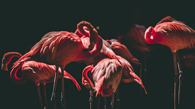 photography of flamingos