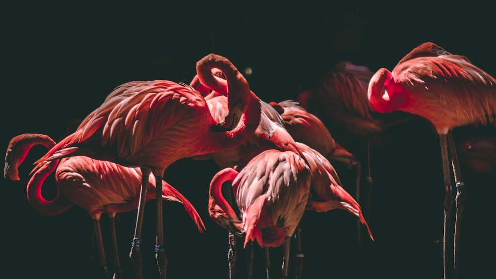 photography of flamingos