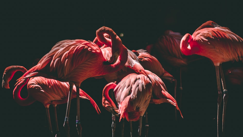 Photographie de flamants roses