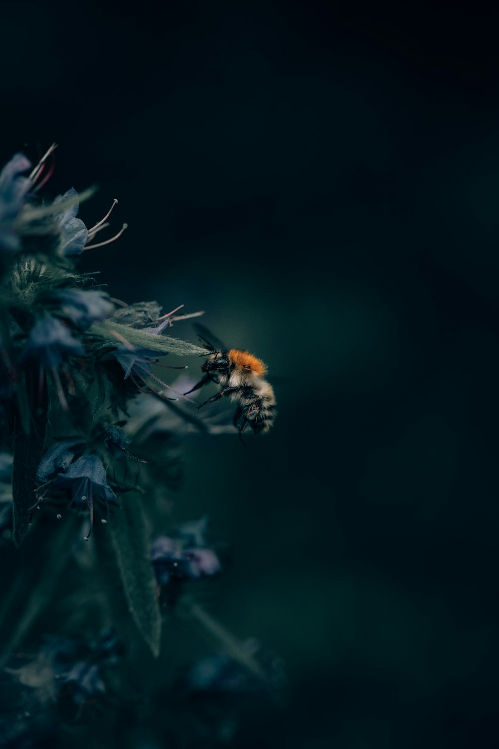 black and orange honeybee on flowers in shallow focus photography