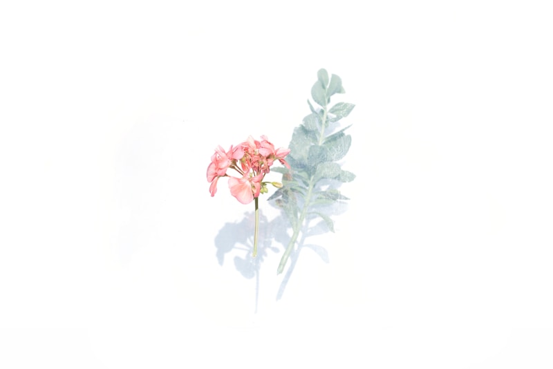 Begonia