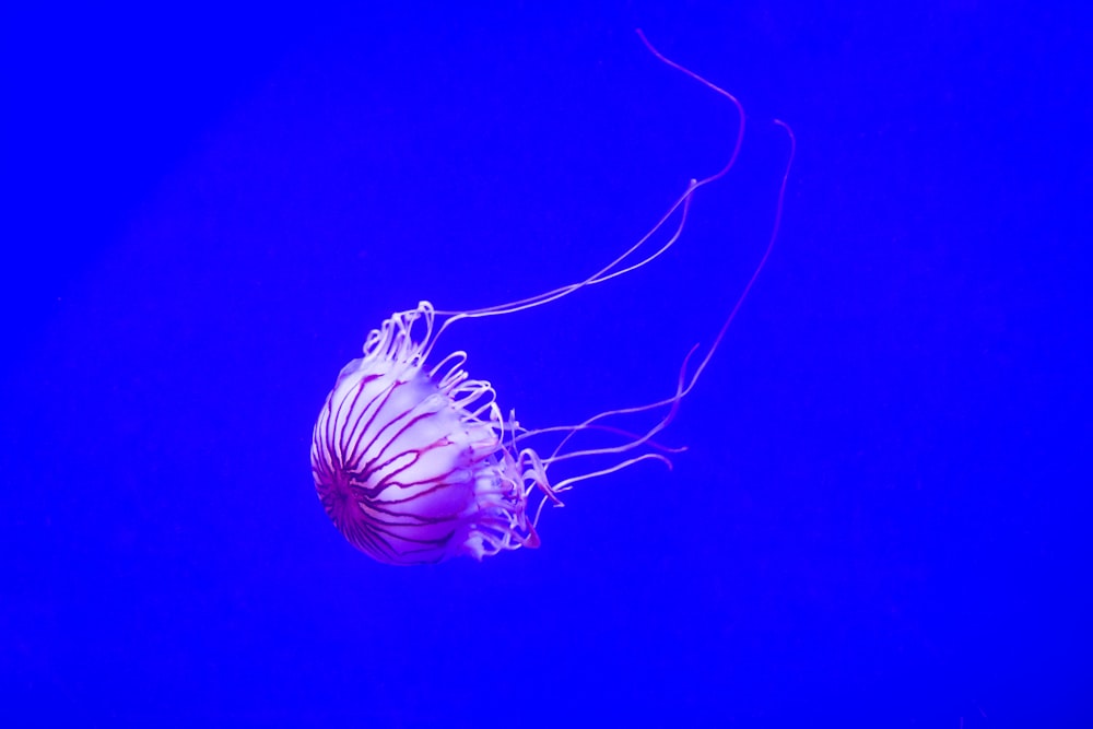 meduse che nuotano sull'acqua