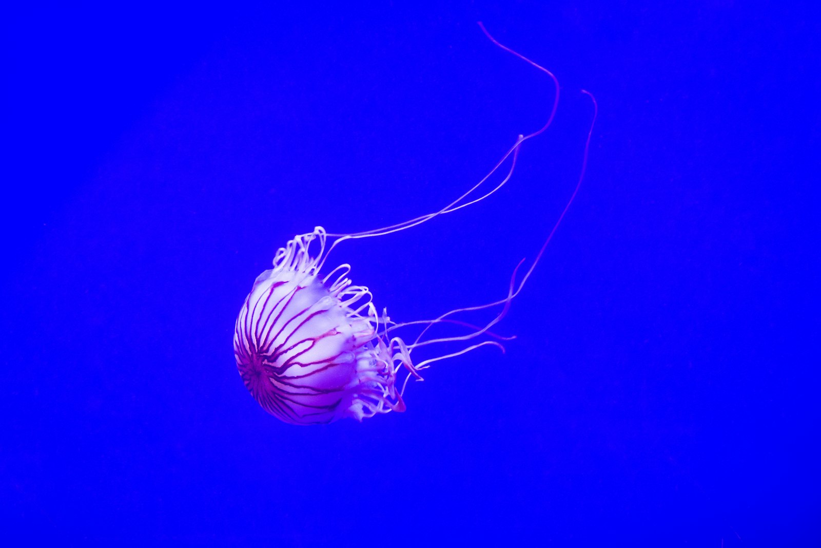 Nikon D7200 + Nikon AF-S DX Nikkor 18-300mm F3.5-5.6G ED VR sample photo. Jellyfish swimming on water photography