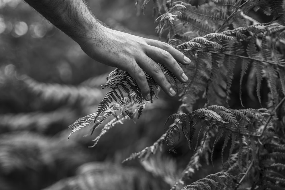 person's holding plant