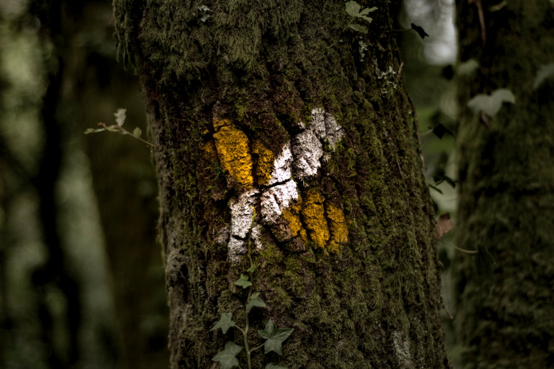 Forest photo spot Ponteareas Spain