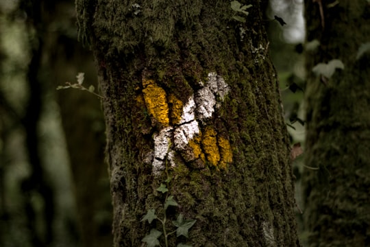 yellow and white x mark on tree bark in Ponteareas Spain