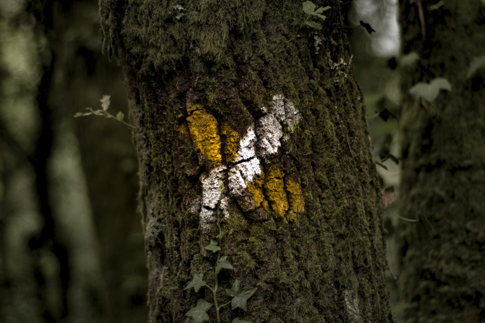yellow and white x mark on tree bark