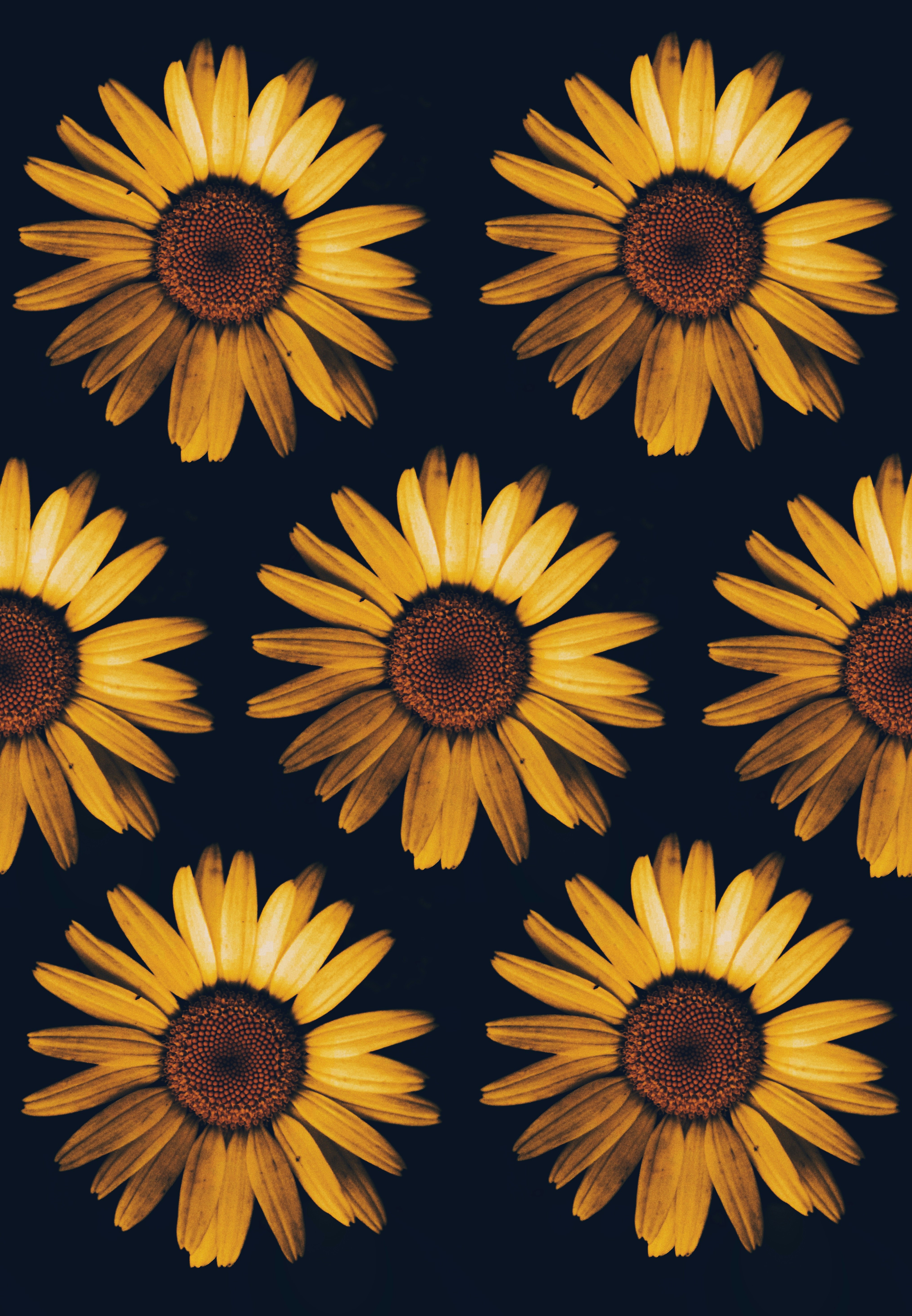 sunflower wallpaper