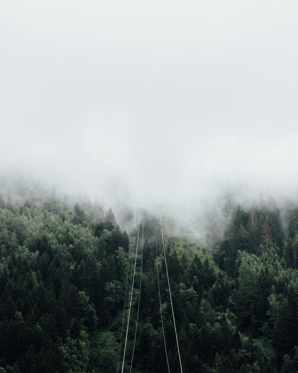 tall trees covered with fog during daytime