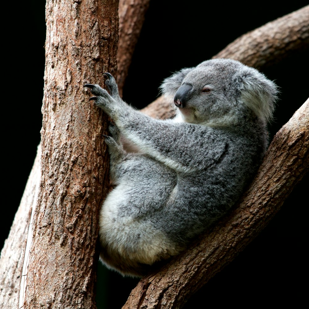 Grauer Koala sitzt auf Baum