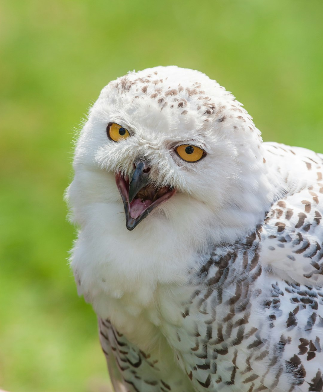 wildlife photography of snowy owl
