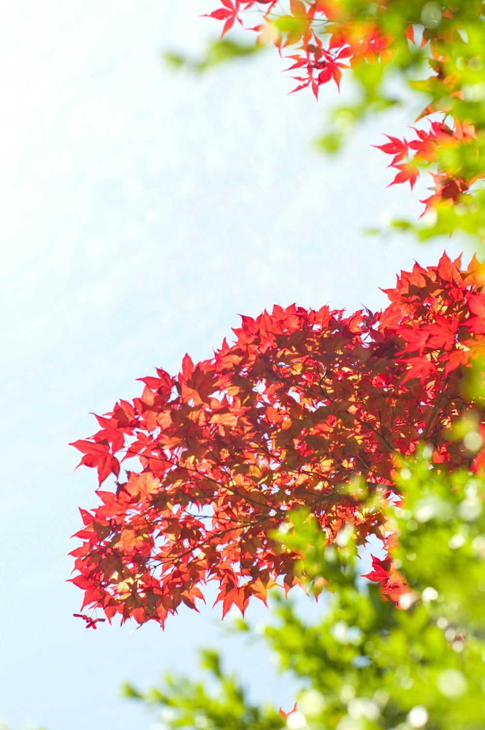 red leafed tree under sunlight