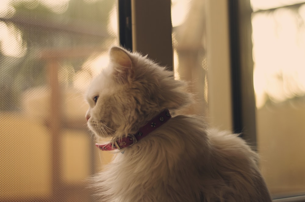 white cat looking outside the window
