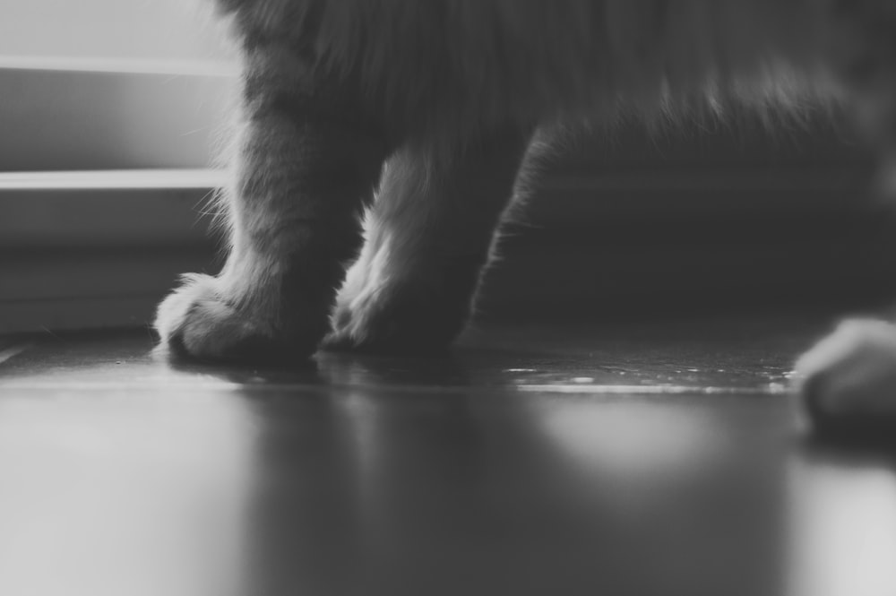 고양이 발의 회색조 사진