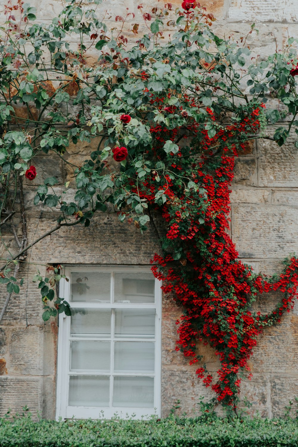 flowering vines on building's wall