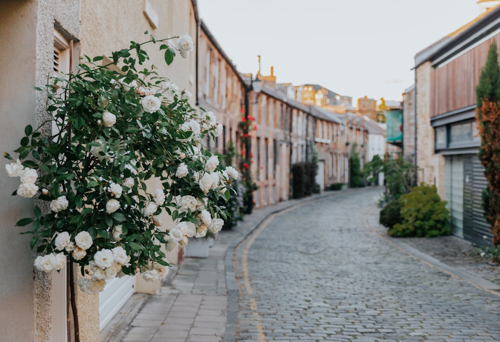 alley between village with flowers