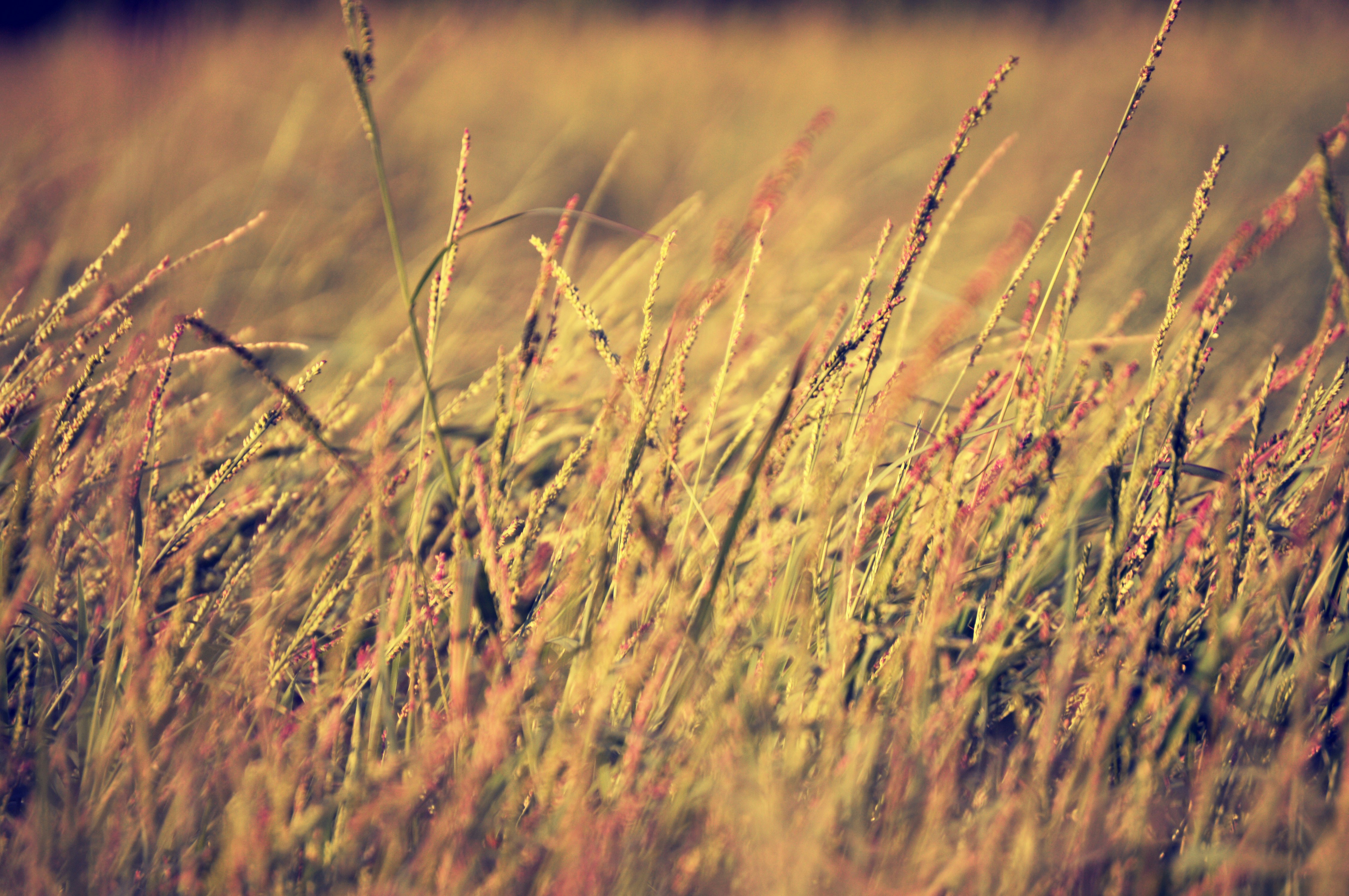 Часы пшеница. Wheat village л. Солнечное поле. Часы с пшеницей. Часы с пшеницей декор.