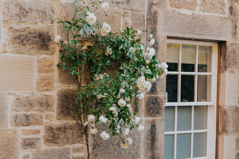 white peony flowers