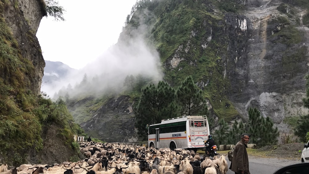 herd of sheep near road during daytime
