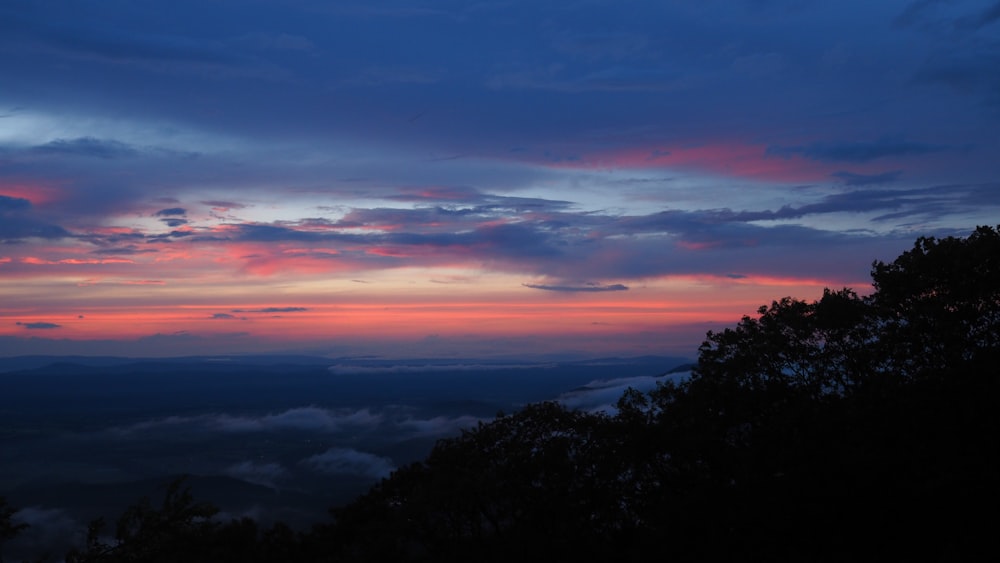 Silueta de árbol bajo cielos azules