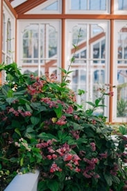 A lush indoor garden scene with vibrant green foliage and clusters of small pink and red flowers. The plants are positioned near large glass windows with wooden frames, which allow natural light to diffuse into the area.