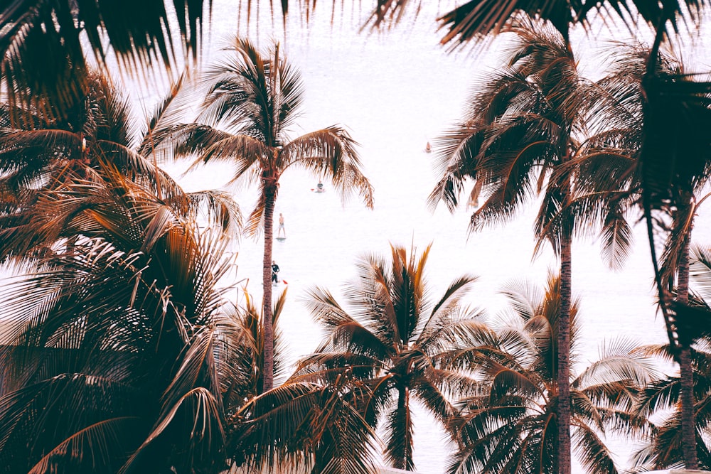 palm trees