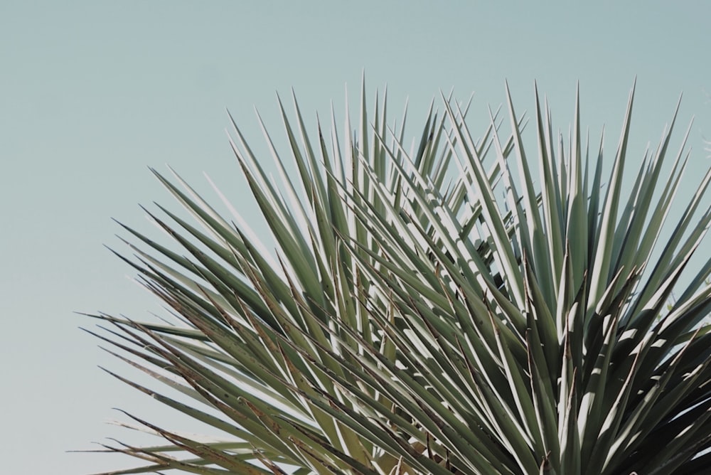 green plants