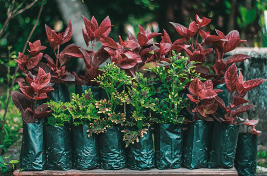 Bags of organic fertilizer arranged neatly beside blooming garden plants.