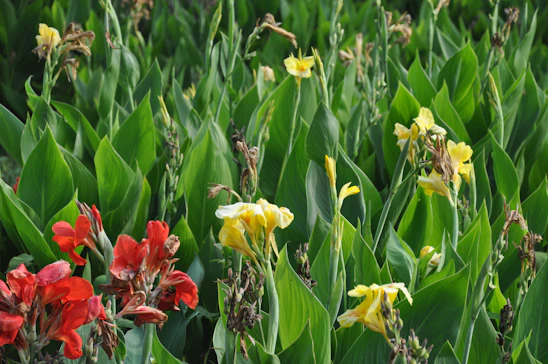A lush garden with vibrant flowers and greenery gently swaying in the breeze, evoking a peaceful oasis.