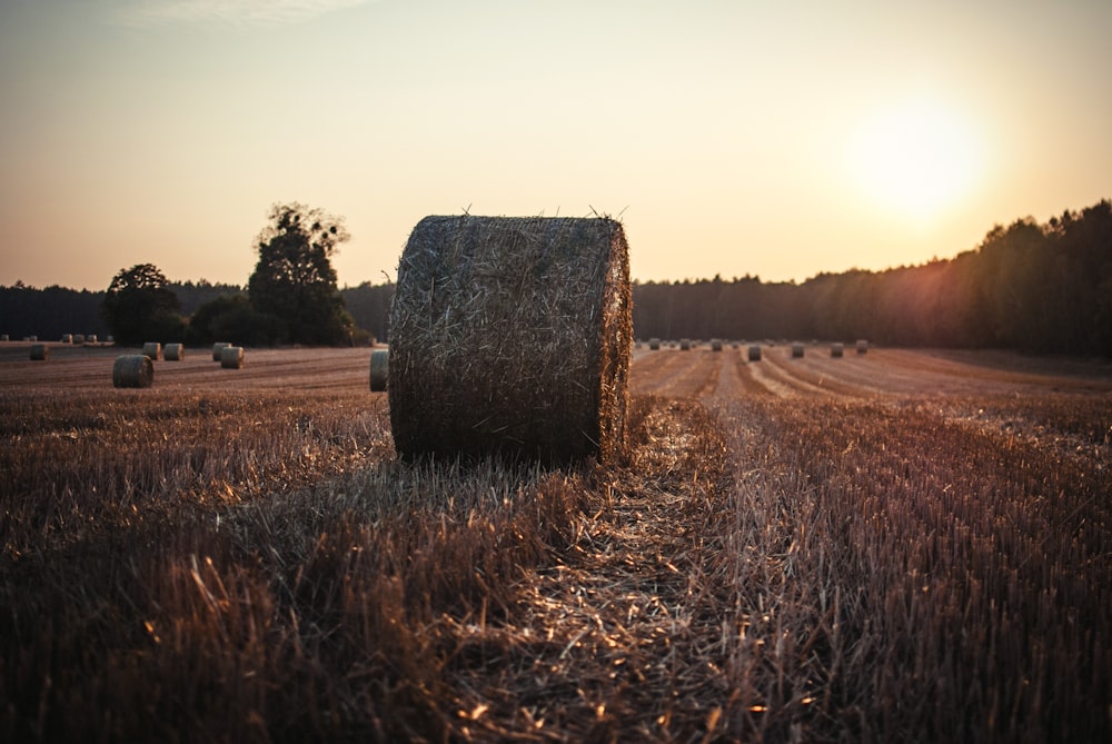 brown hay under white sky