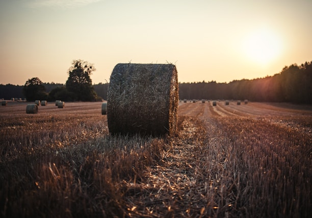 brown hay under white sky