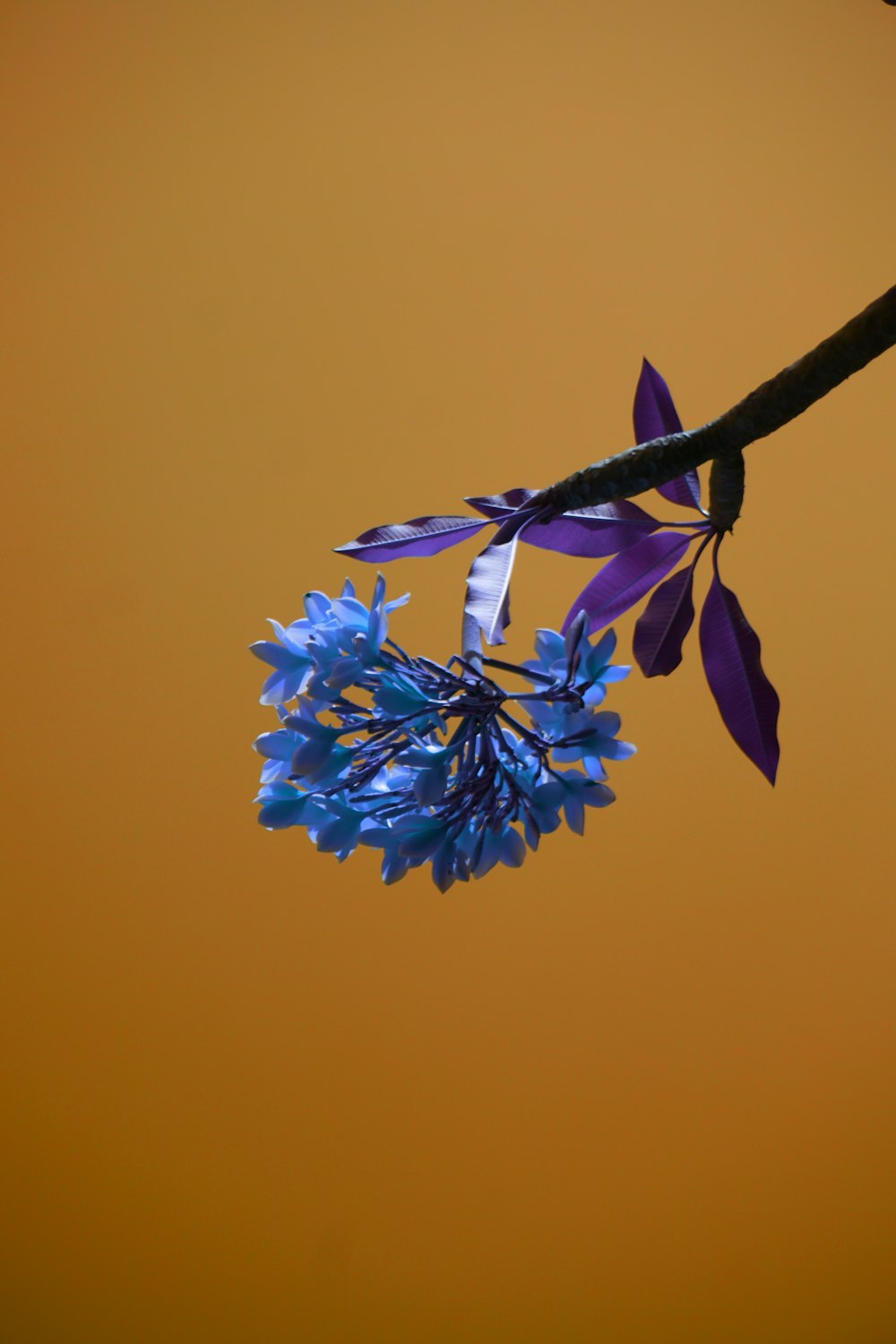 macro photography of blue flowers