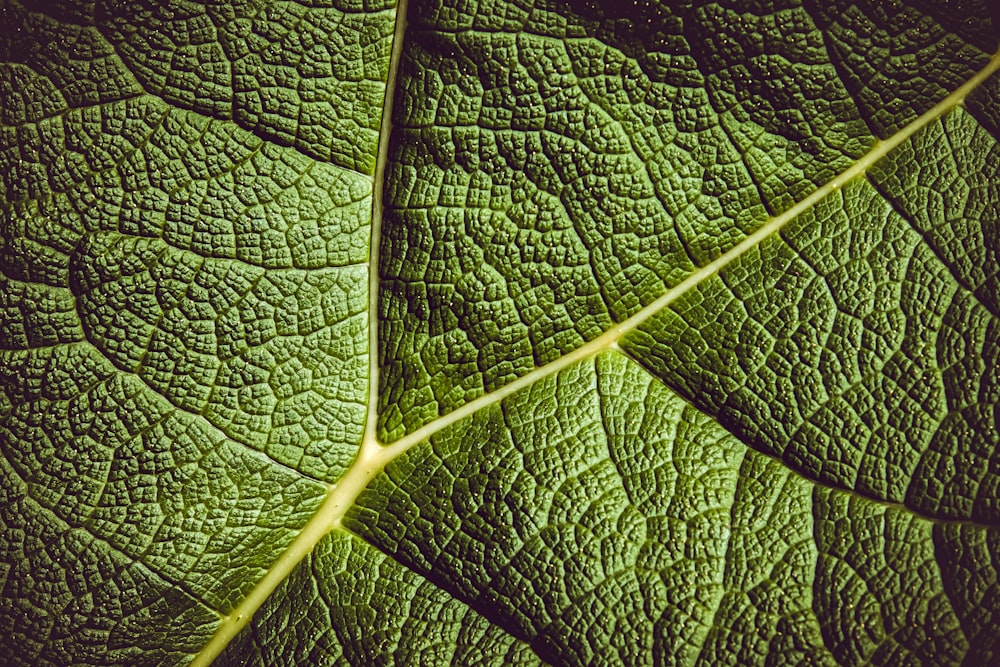 green leaf