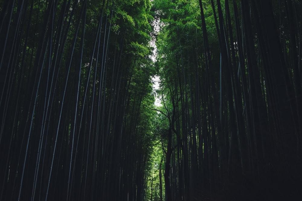 caminho entre a floresta durante o dia