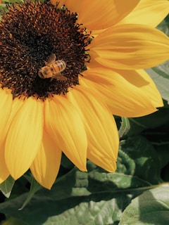 honey bee perched on yellow sunflower in closeup photography