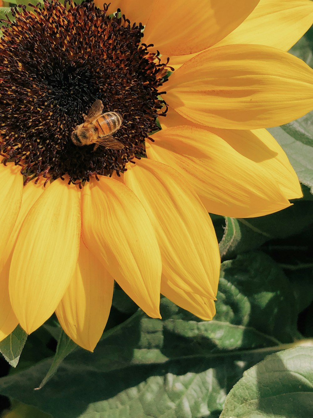 꿀벌이 노란 해바라기에 앉아 근접 촬영 사진을 찍고 있습니다.