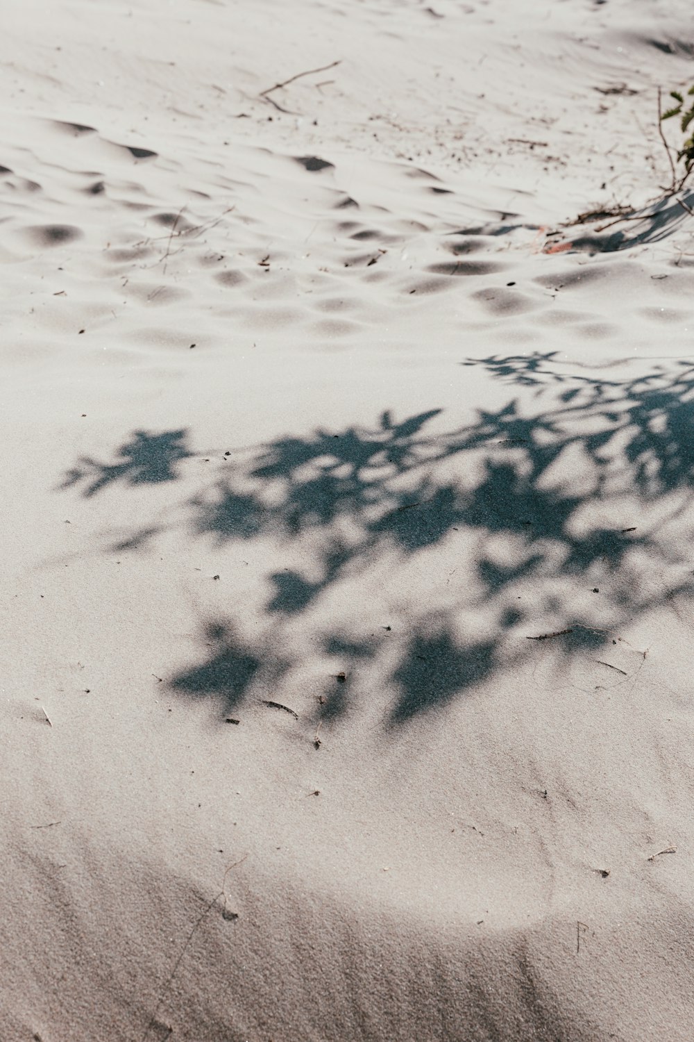 tree surrounded by gray sand