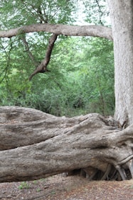 A large tree with thick, gnarled roots sprawling across the ground in a dense forest setting. The canopy is lush with bright green leaves, and a prominent branch stretches horizontally, forming a natural arch.
