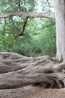 A large tree with thick, gnarled roots sprawling across the ground in a dense forest setting. The canopy is lush with bright green leaves, and a prominent branch stretches horizontally, forming a natural arch.