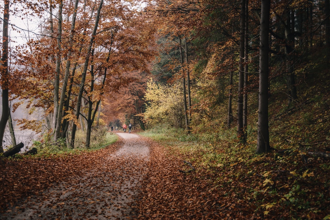 two person walking between trees at daytime