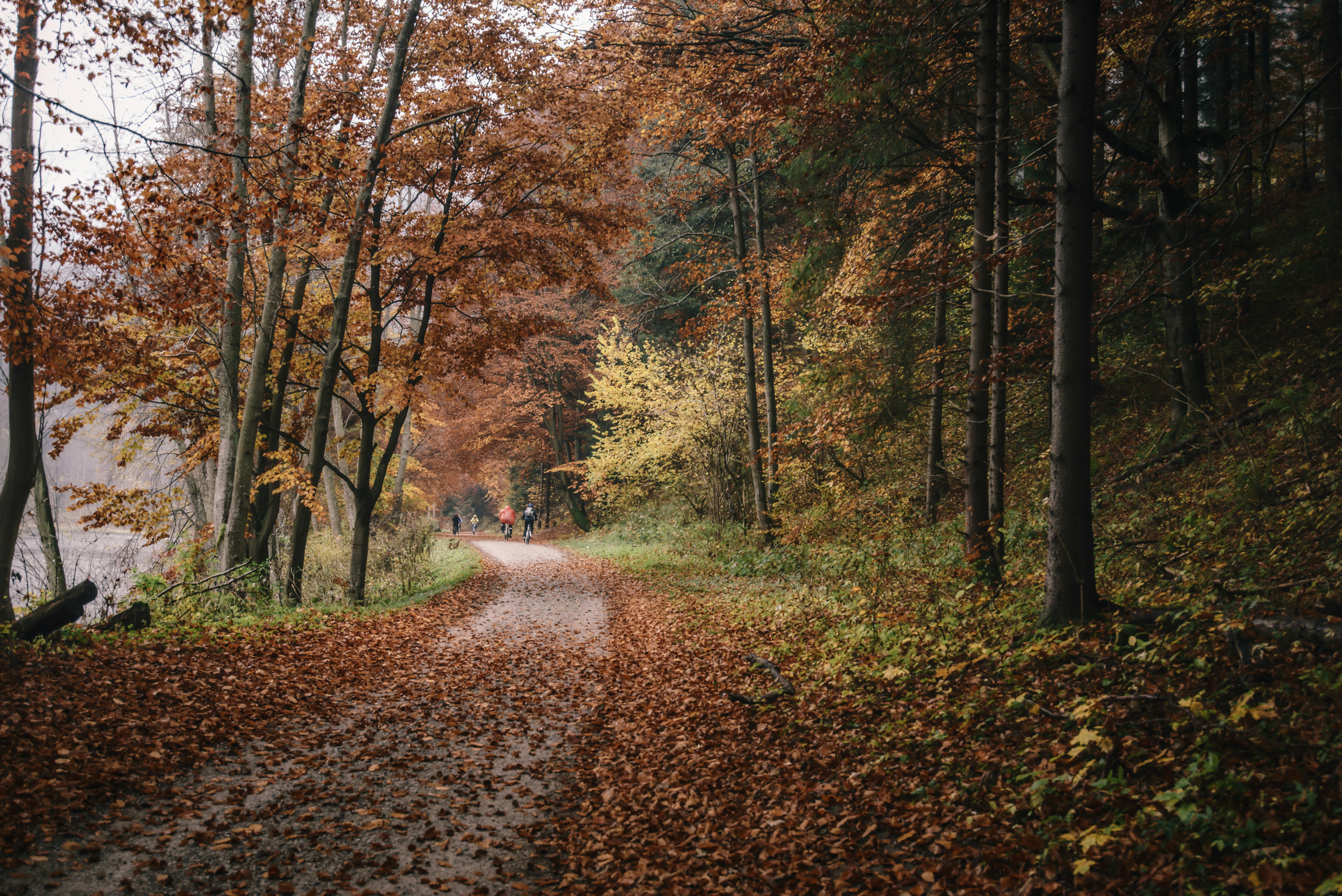 two person walking between trees at daytime