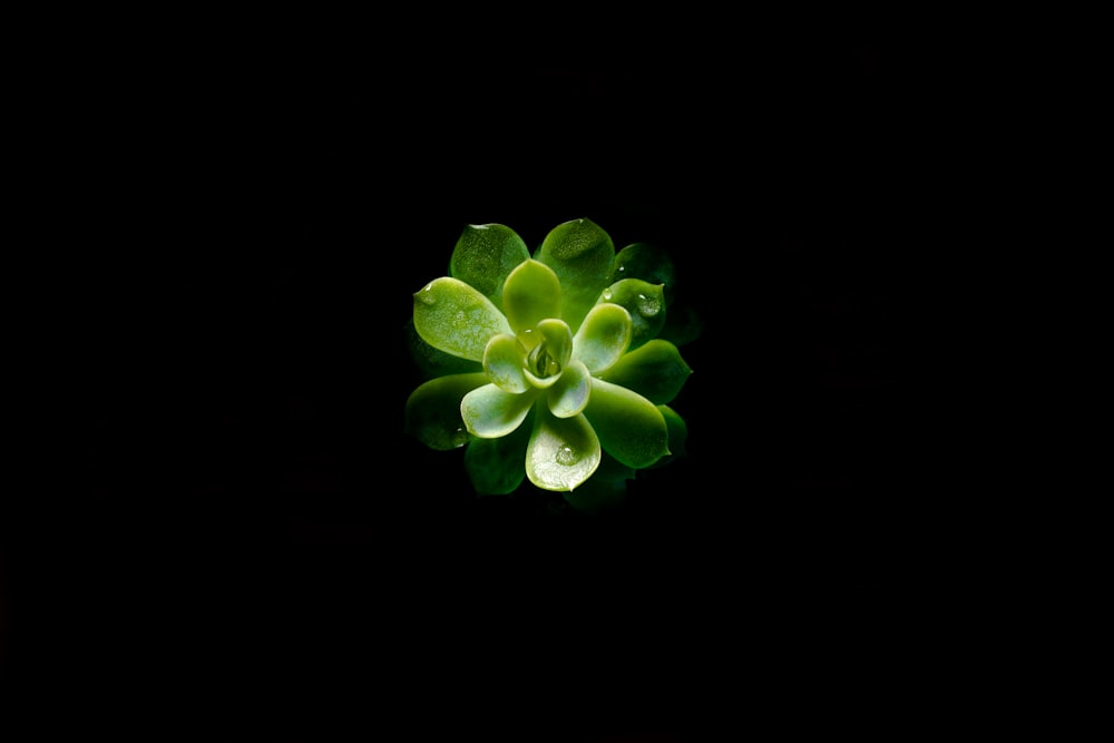 Fotografía de primer plano de una planta suculenta verde