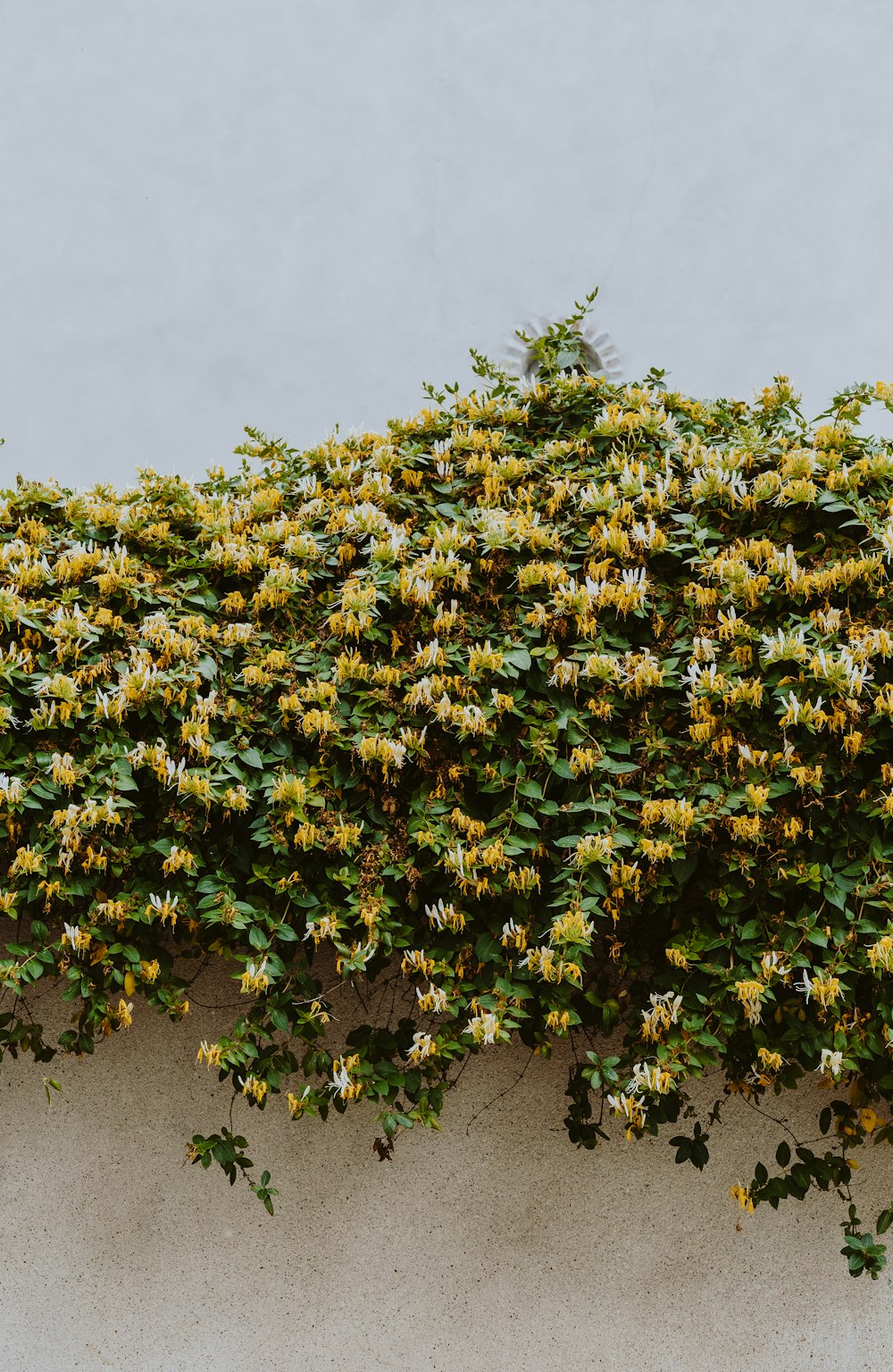 壁に飾られた黄色い花の写真を撮る人