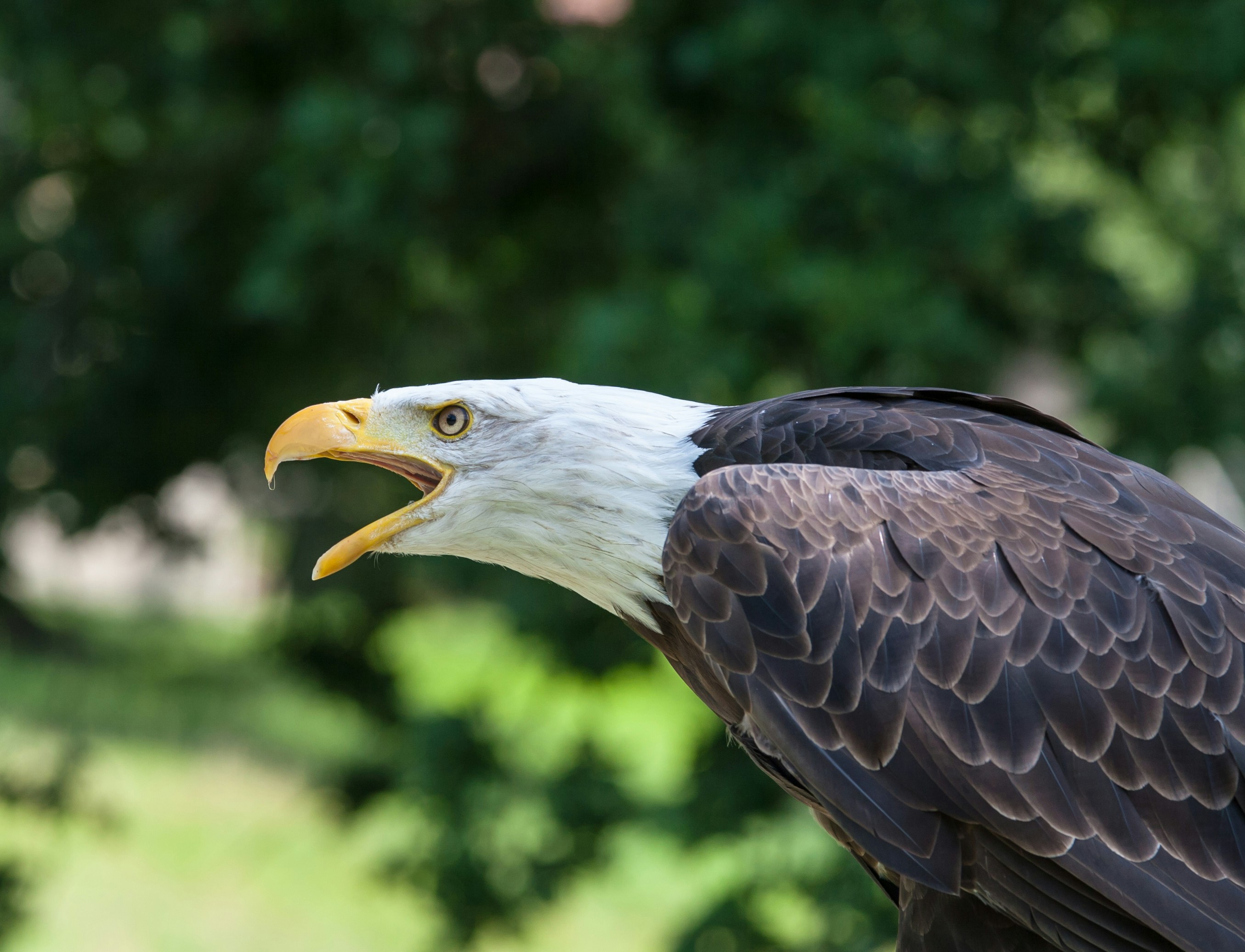 A bald eagle against a blurry but leafy background. It seems to be leaning to the right, as though it is calling loudly