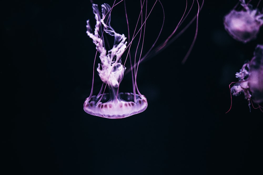 purple jelly fish with black background